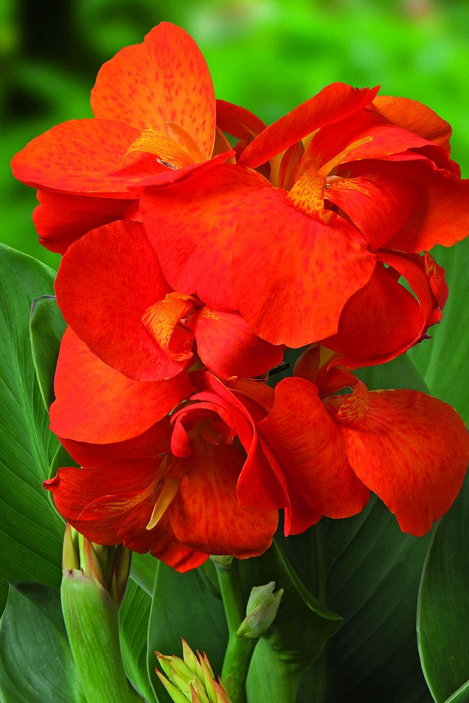 canna-canna-lily