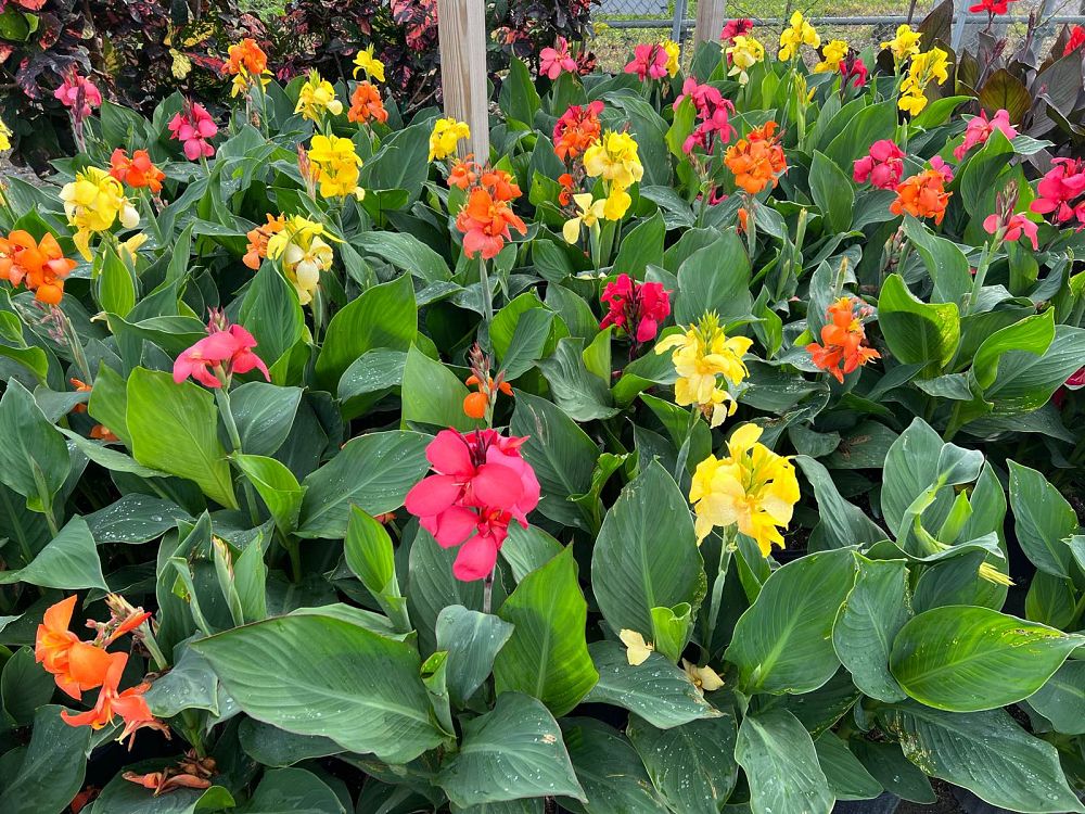 canna-canna-lily