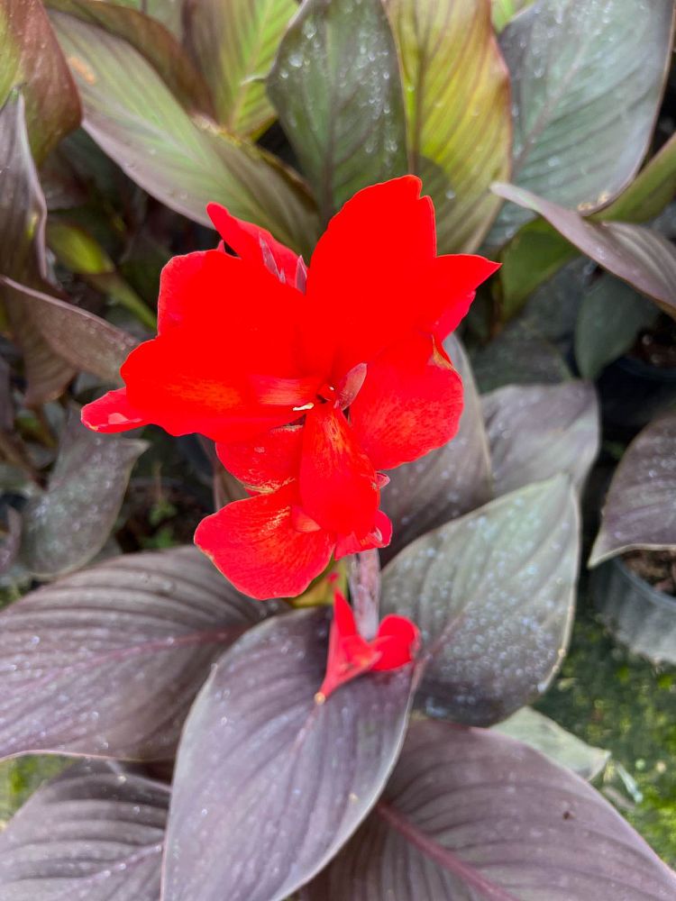 canna-canna-lily