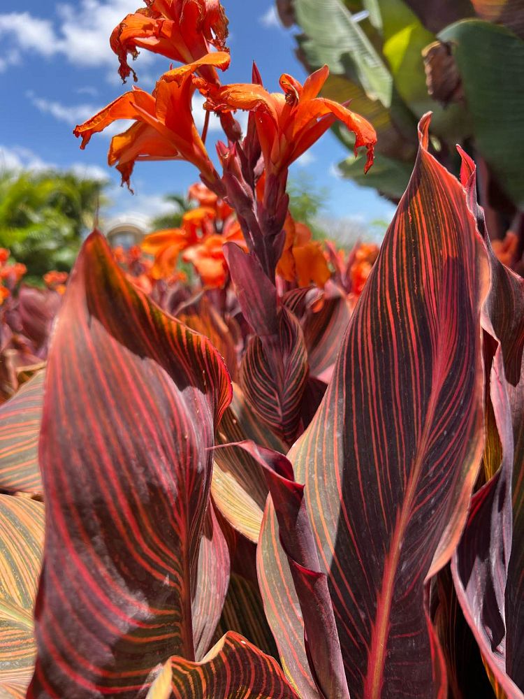 canna-canna-lily