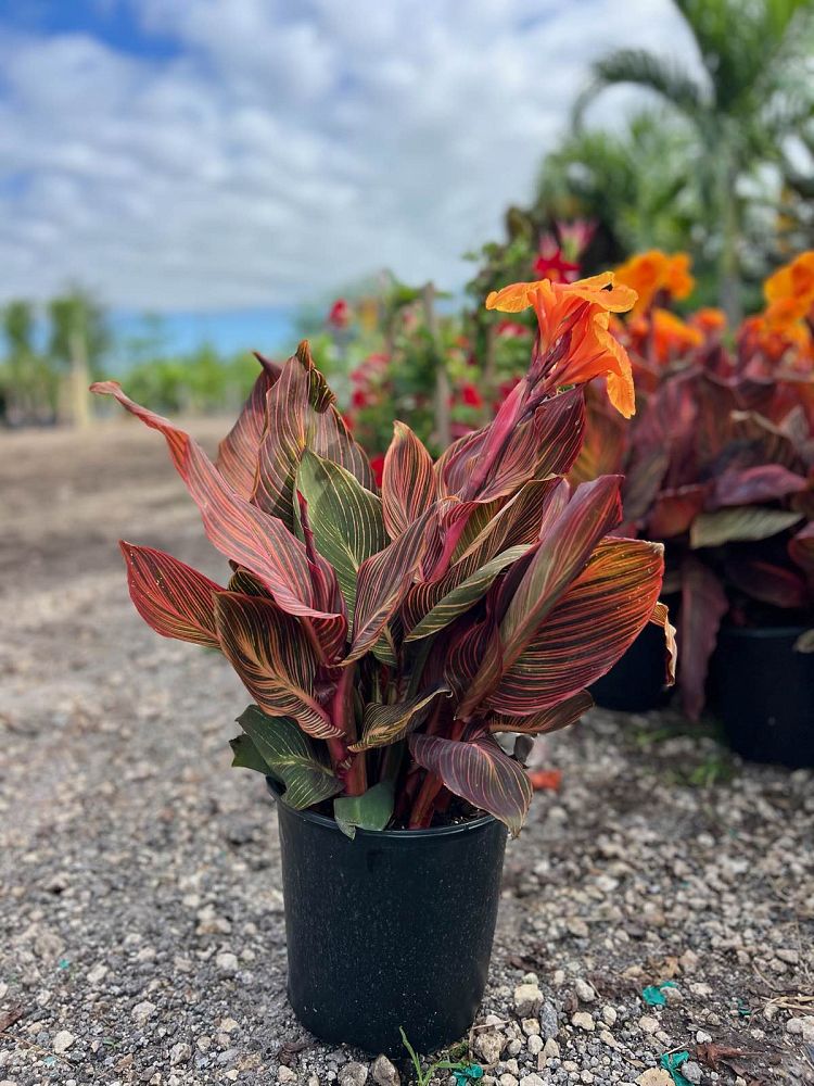 canna-canna-lily