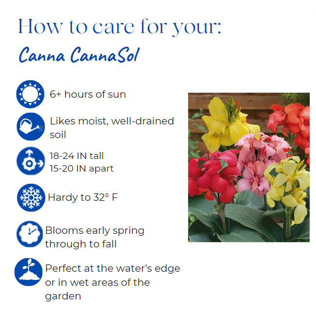 canna-cannasol-happy-emily-canna-lily