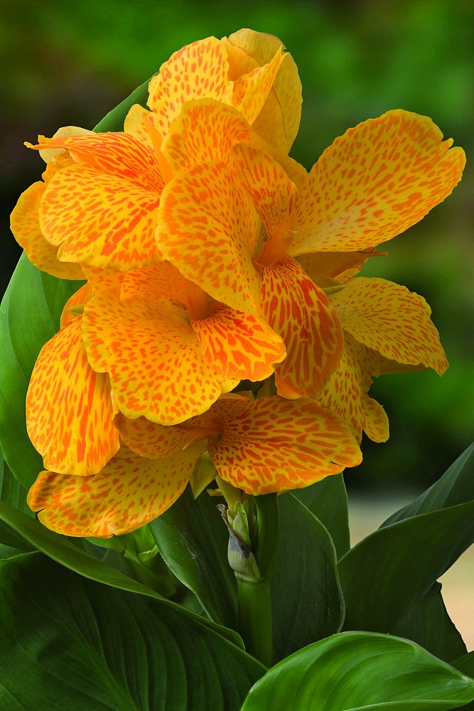 canna-cannasol-happy-emily-canna-lily