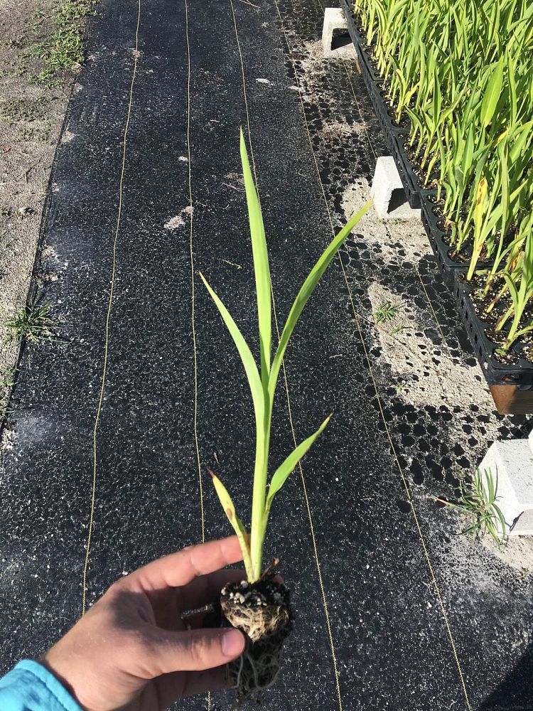 canna-flaccida-yellow-canna