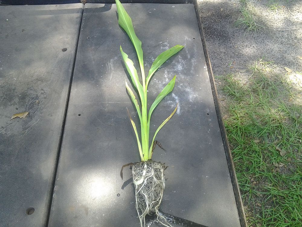 canna-flaccida-yellow-canna