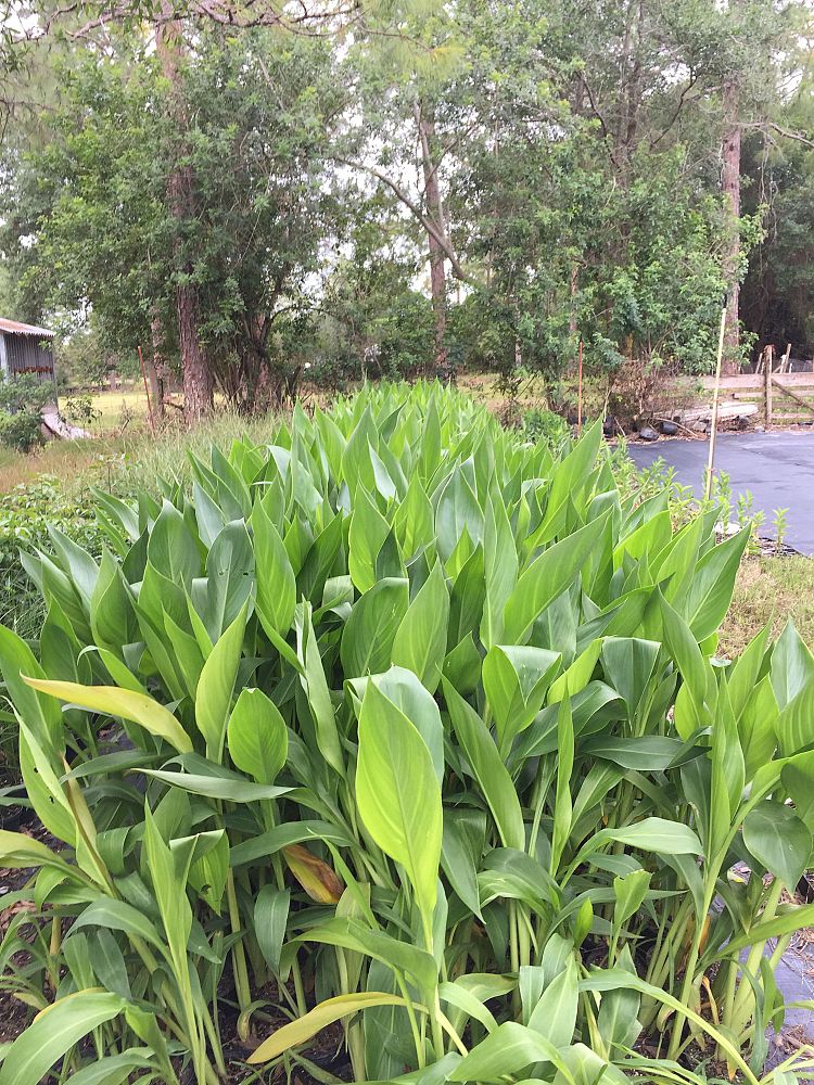 canna-flaccida-yellow-canna