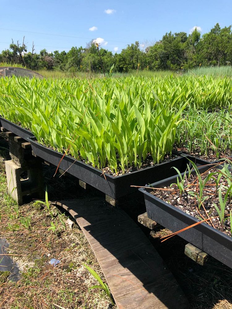 canna-flaccida-yellow-canna