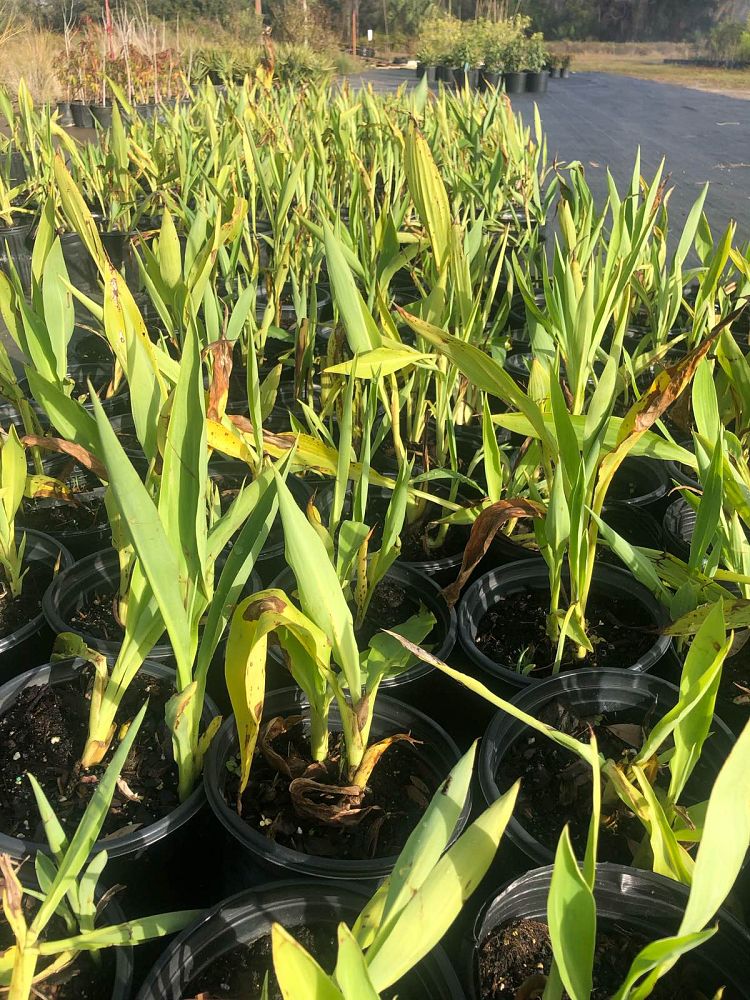 canna-flaccida-yellow-canna