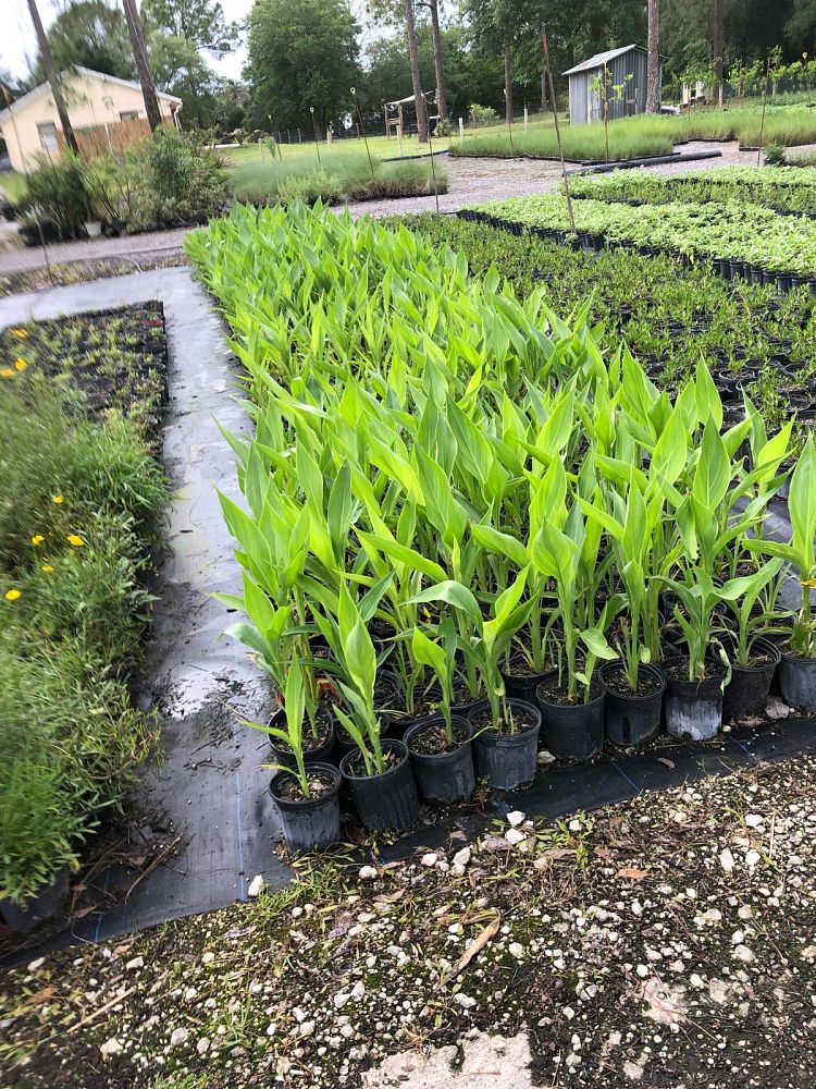 canna-flaccida-yellow-canna