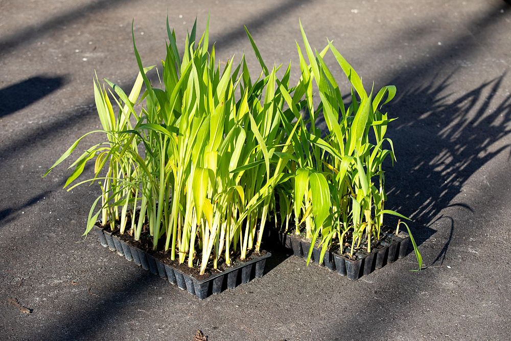 canna-flaccida-yellow-canna