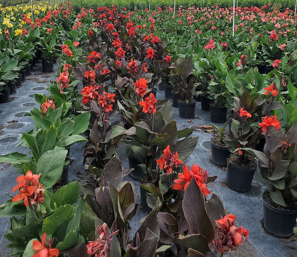 canna-flaccida-yellow-canna