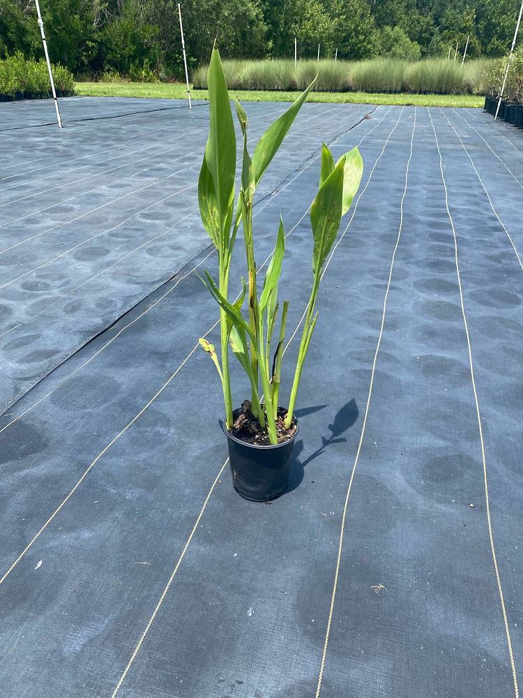canna-flaccida-yellow-canna