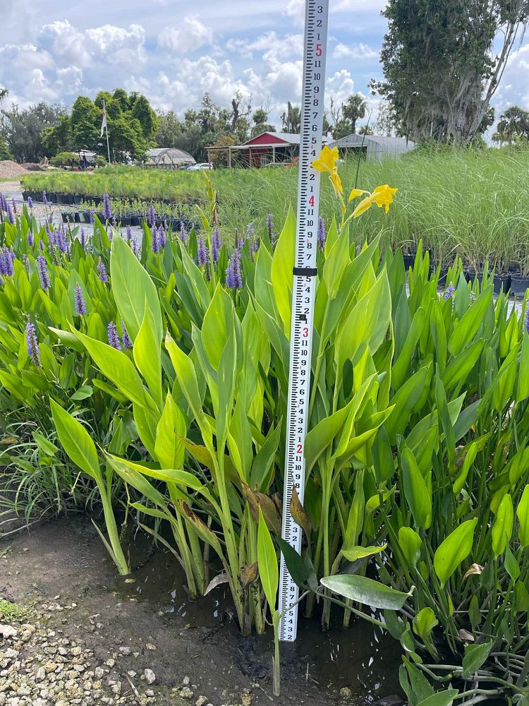 canna-flaccida-yellow-canna