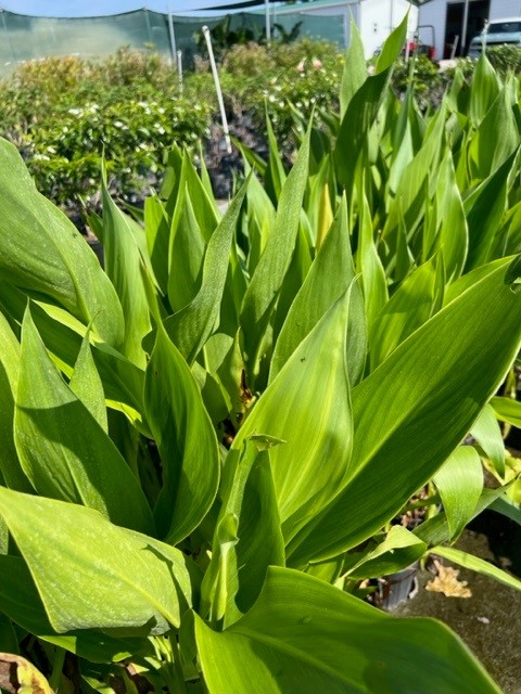 canna-flaccida-yellow-canna