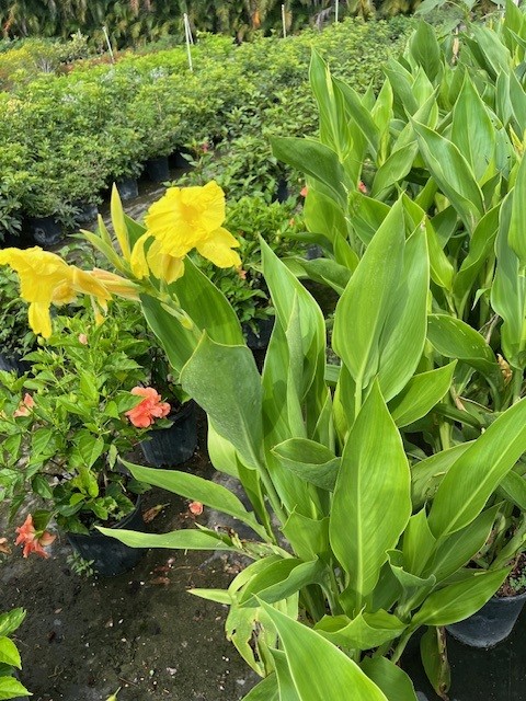canna-flaccida-yellow-canna