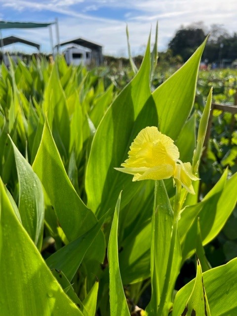 canna-flaccida-yellow-canna
