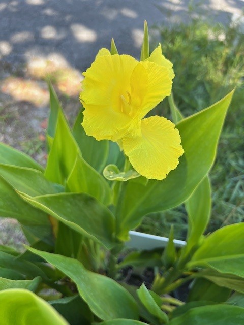 canna-flaccida-yellow-canna