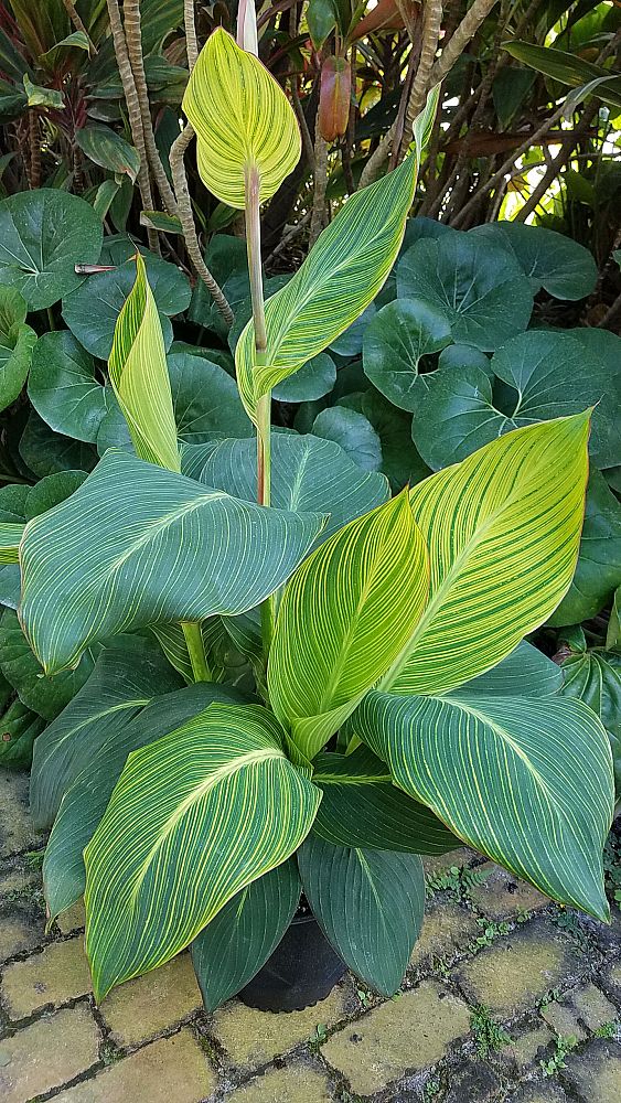 canna-generalis-bengal-tiger-canna-lily