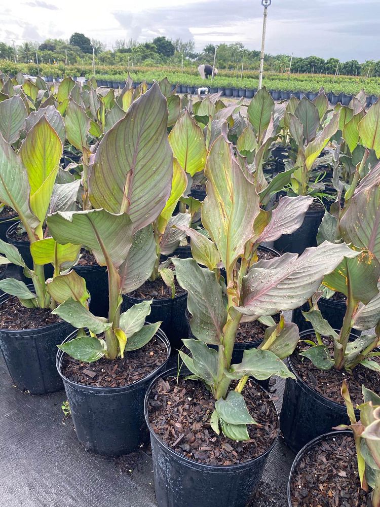 canna-generalis-canna-lily