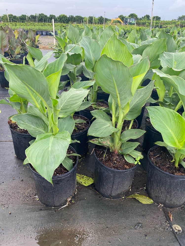 canna-generalis-canna-lily