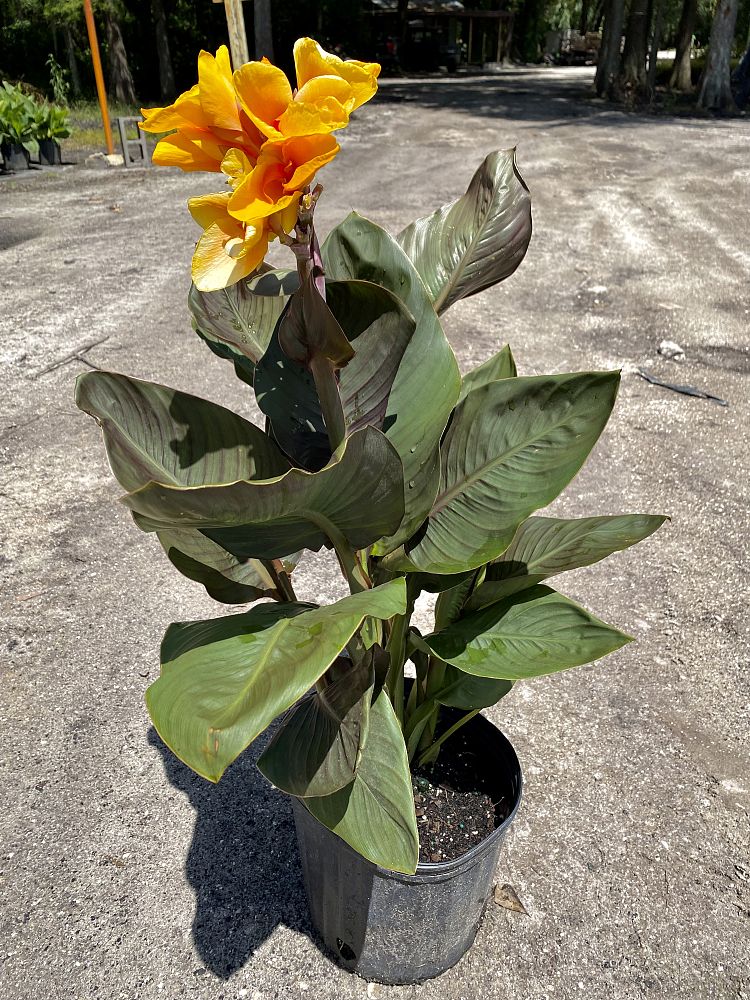 canna-generalis-canna-lily