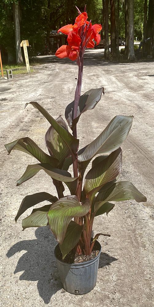 canna-generalis-canna-lily