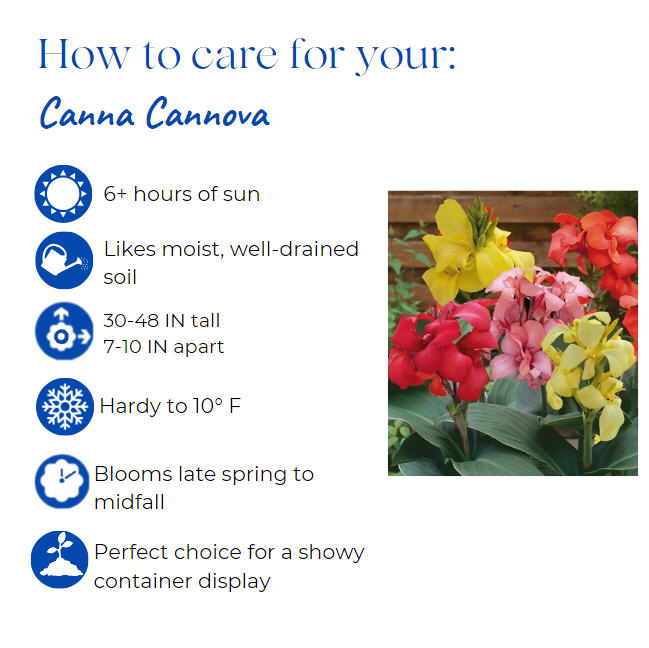 canna-generalis-cannova-yellow-canna-lily