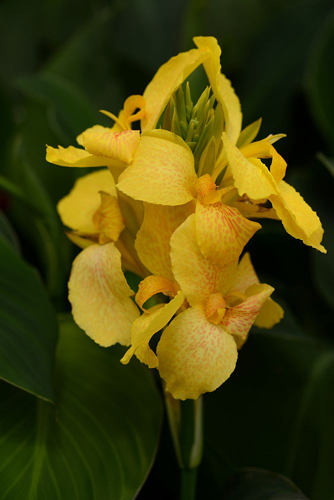 canna-generalis-cannova-yellow-canna-lily