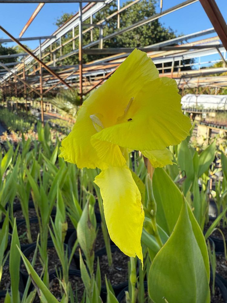 canna-generalis-cannova-yellow-canna-lily