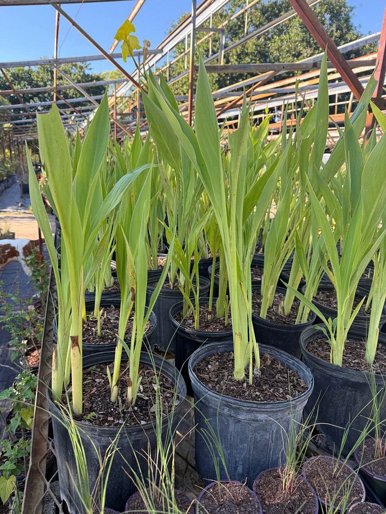 canna-generalis-cannova-yellow-canna-lily