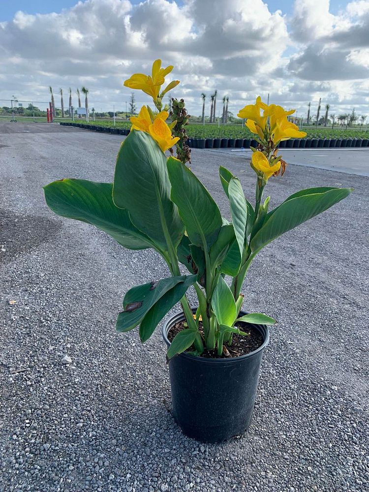 canna-generalis-cannova-yellow-canna-lily