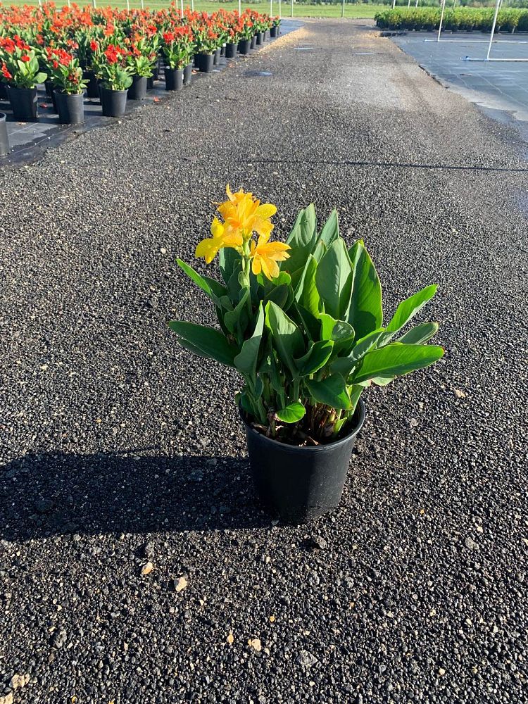 canna-generalis-cannova-yellow-canna-lily