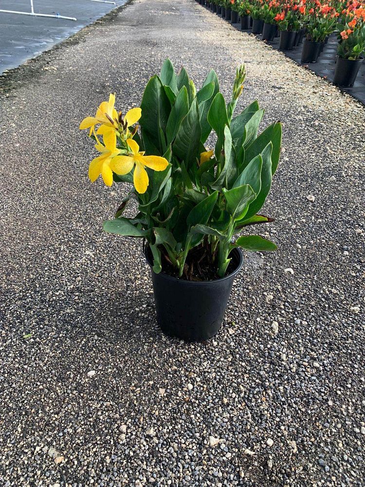 canna-generalis-cannova-yellow-canna-lily