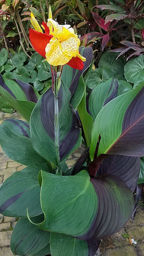 canna-generalis-cleopatra-canna-lily