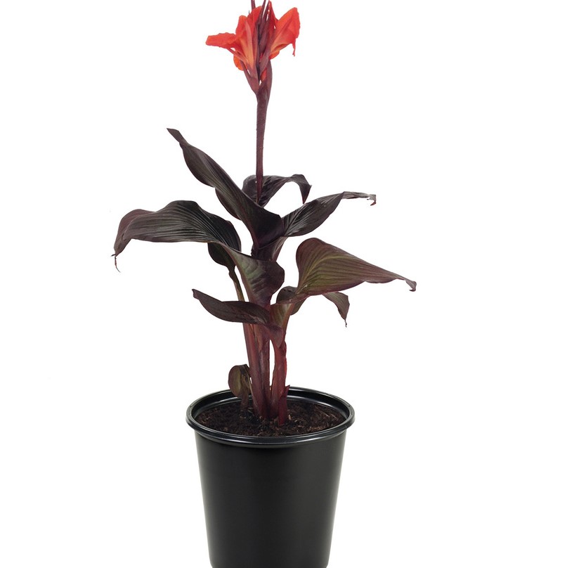 canna-generalis-dawn-pink-canna-lily