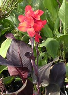 canna-generalis-futurity-red-canna-lily