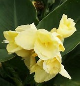 canna-generalis-futurity-yellow-canna-lily