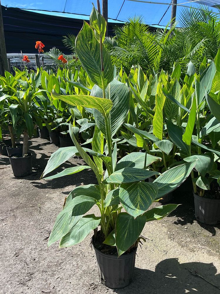 canna-generalis-pretoria-canna-lily