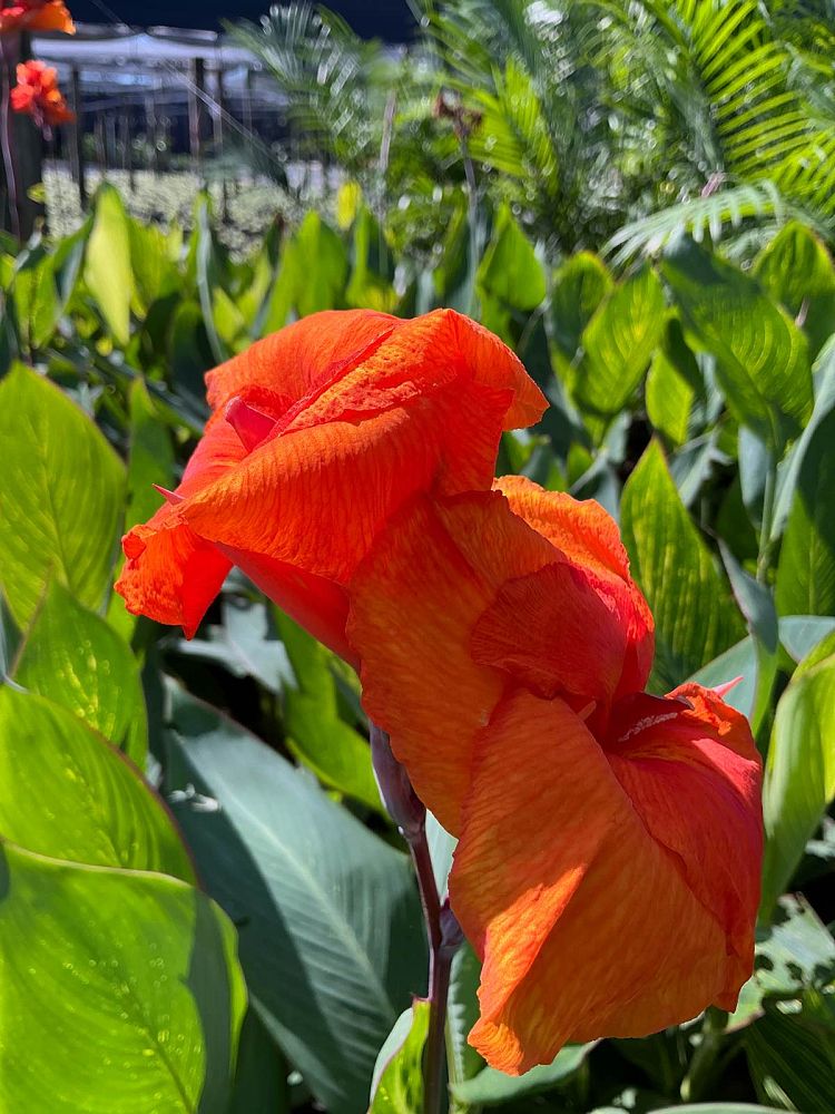 canna-generalis-pretoria-canna-lily