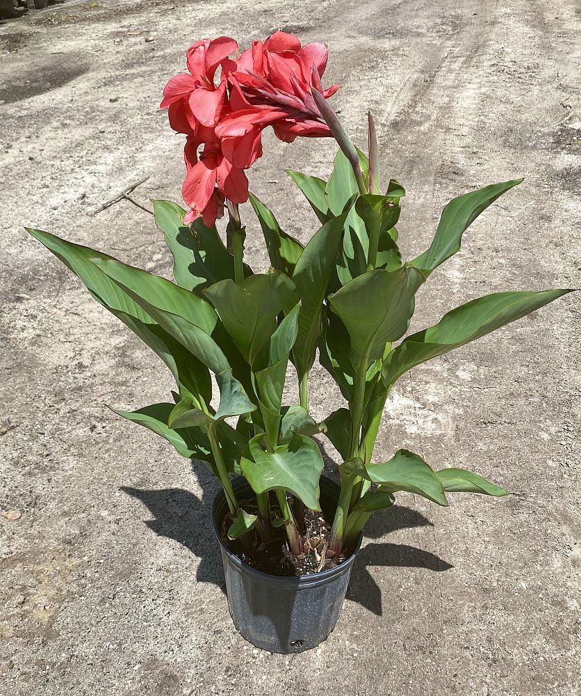 canna-generalis-rose-beauty-canna-lily
