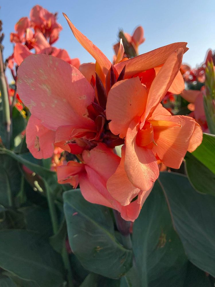 canna-generalis-tropical-rose-canna-lily