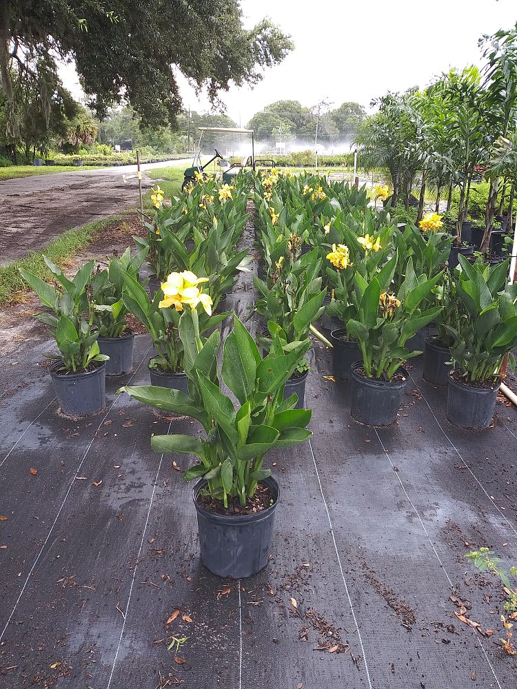canna-generalis-tropical-yellow-canna-lily