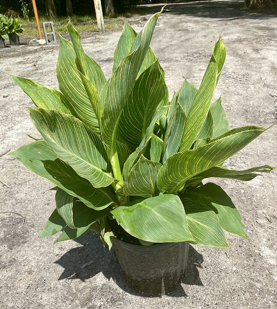 canna-generalis-tropicanna-gold-canna-lily