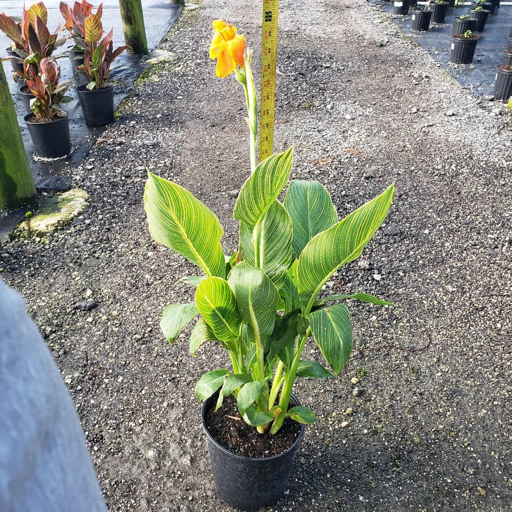 canna-generalis-tropicanna-gold-canna-lily