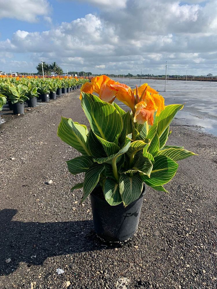 canna-generalis-tropicanna-gold-canna-lily