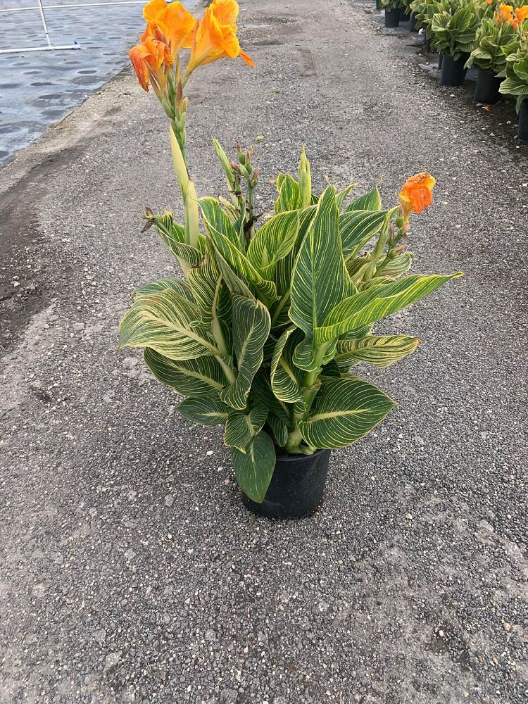 canna-generalis-tropicanna-gold-canna-lily
