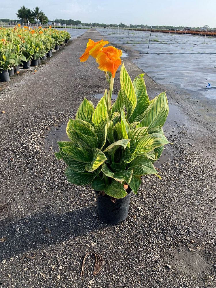 canna-generalis-tropicanna-gold-canna-lily