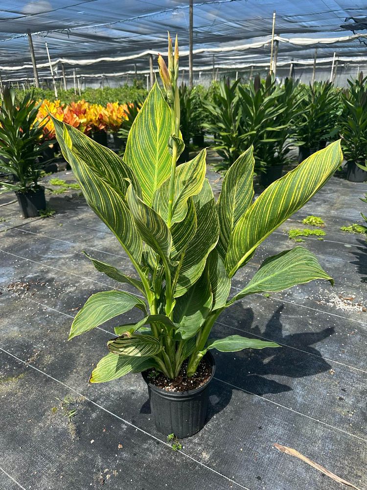canna-generalis-tropicanna-gold-canna-lily