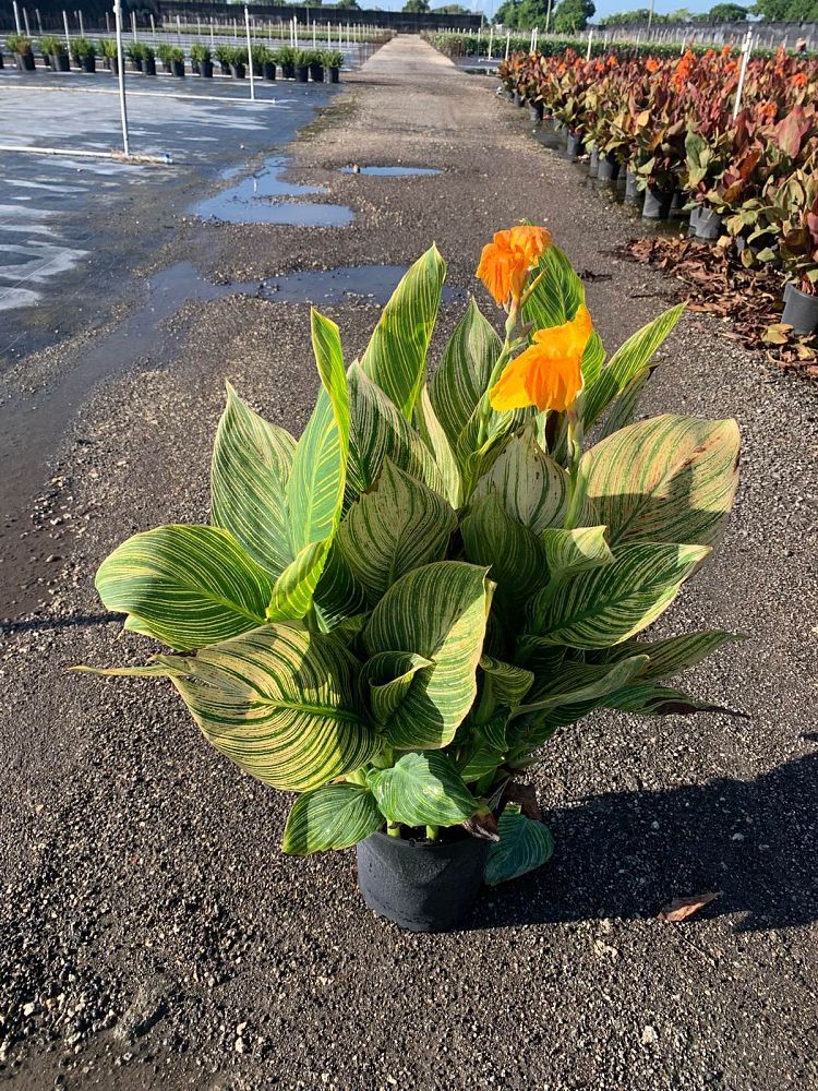 canna-generalis-tropicanna-gold-canna-lily