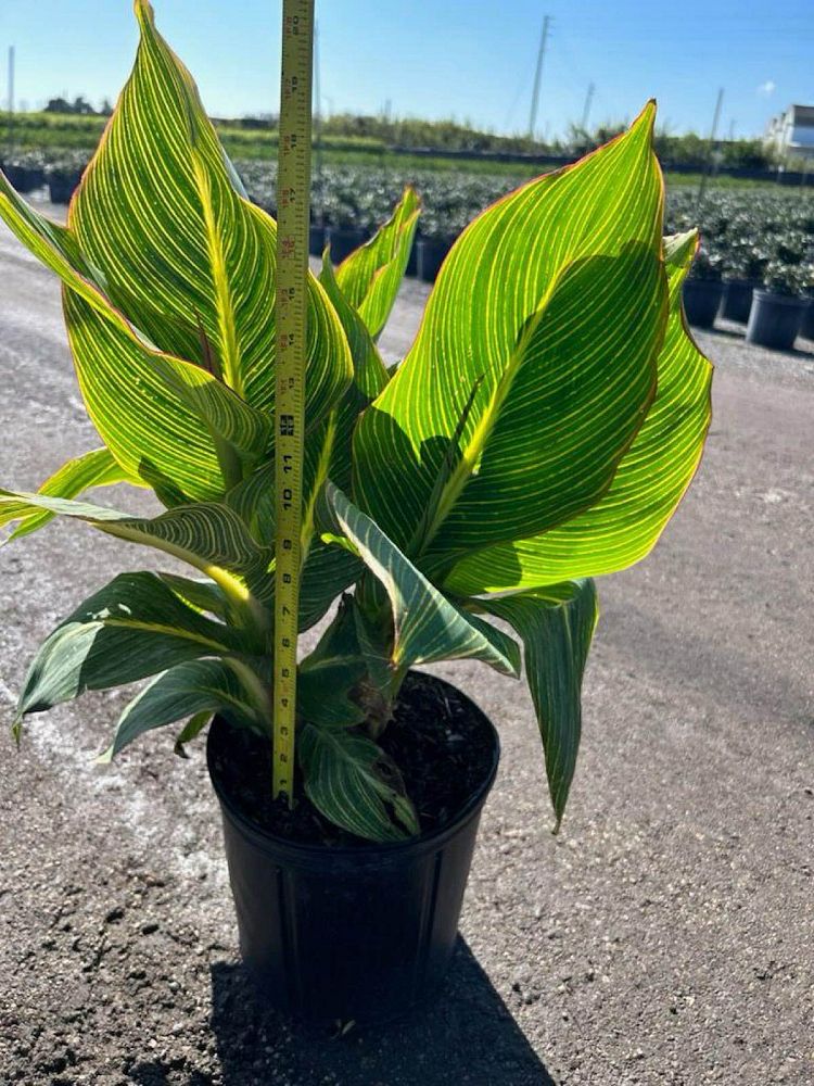 canna-indica-indian-shot-canna-lily